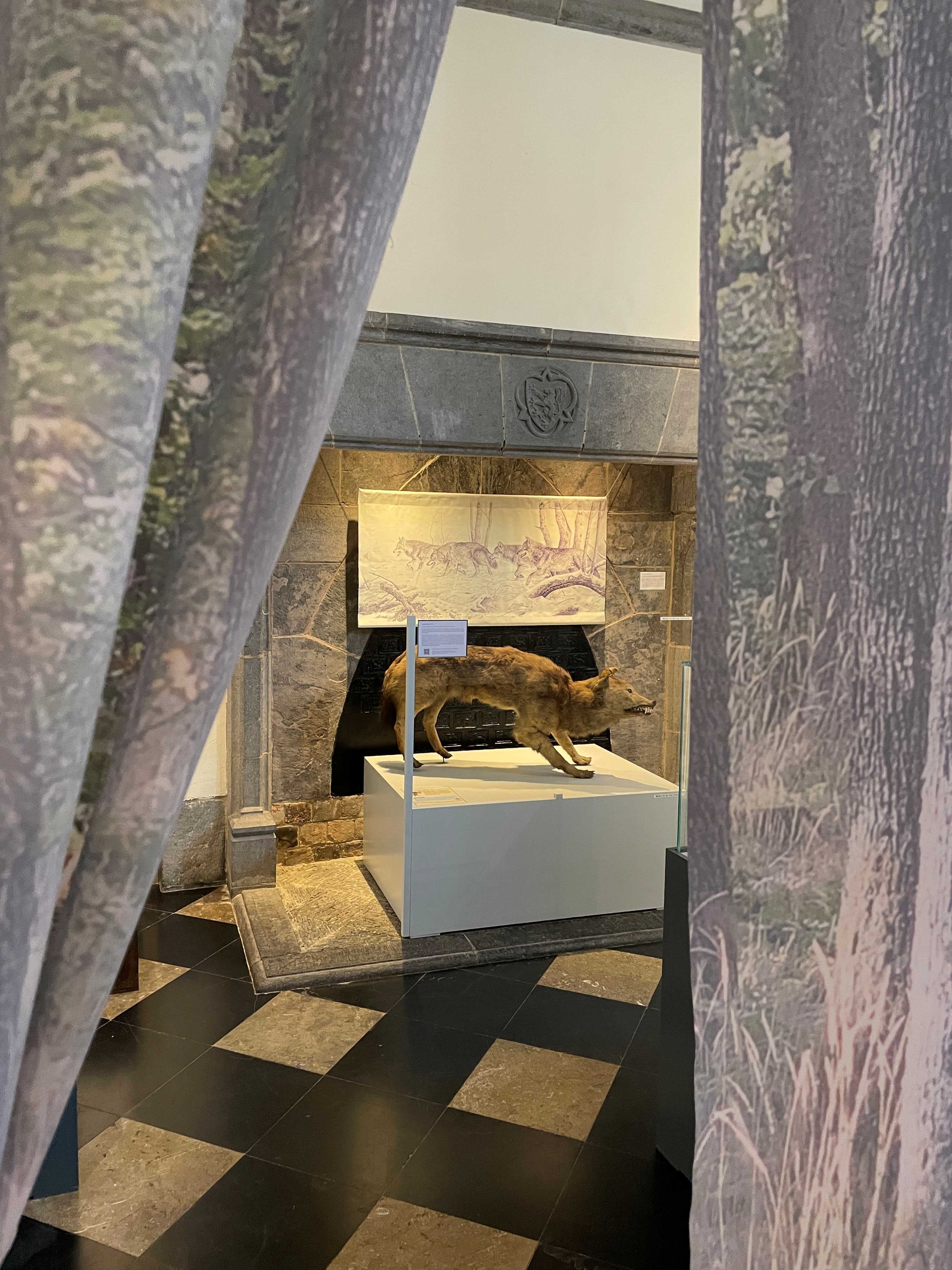 Expo Avoir sa peau loup naturalisé